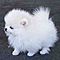 Pomeranian-puppies-for-new-homes