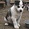 Well-traibed-siberian-husky-puppies-for-sale
