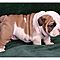 Potty-trained-english-bulldog-puppies-available