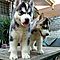Cute-siberian-husky-puppies-for-adoption