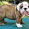 Cute-english-bulldog-pupies-for-rehoming